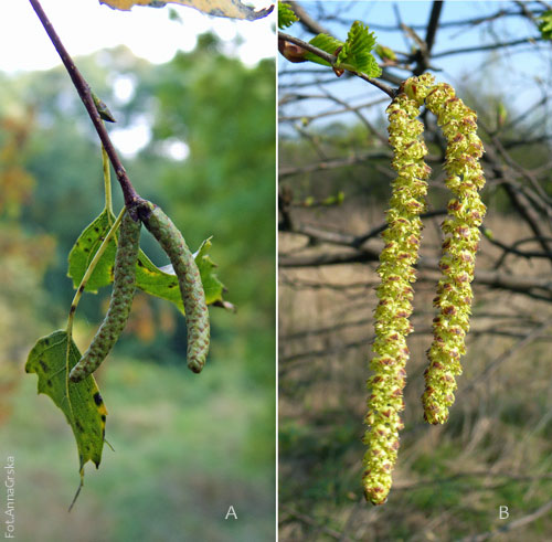 Brzoza brodawkowata, Betula pendula, kwiatostan męski
